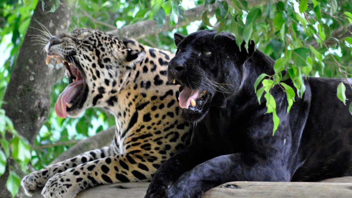 O ano da onça-pintada: Zoo Pomerode realiza ações de conscientização sobre o animal