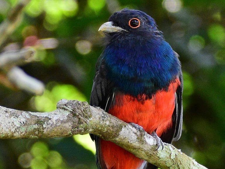 Evento de observação de aves será realizado de maneira virtual na Costa Verde & Mar