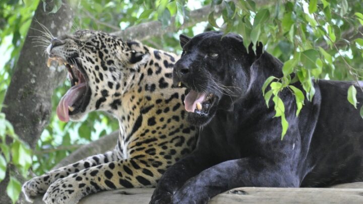 Mesmo sem visitantes, Zoo Pomerode mantém rotina de cuidado com os animais