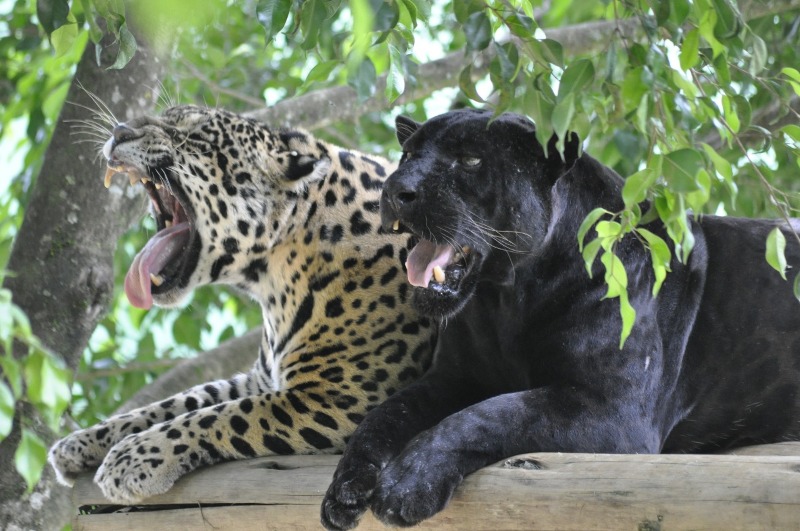 Mesmo sem visitantes, Zoo Pomerode mantém rotina de cuidado com os animais