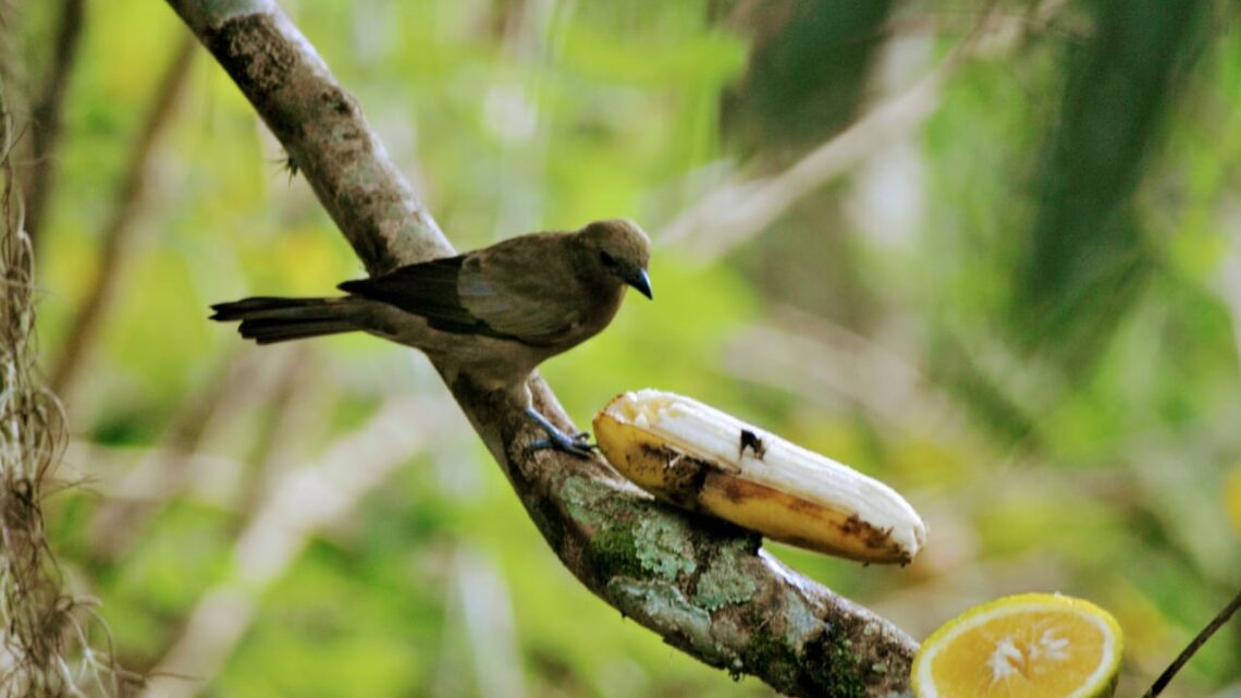 Guia de identificação de aves será lançado de maneira virtual