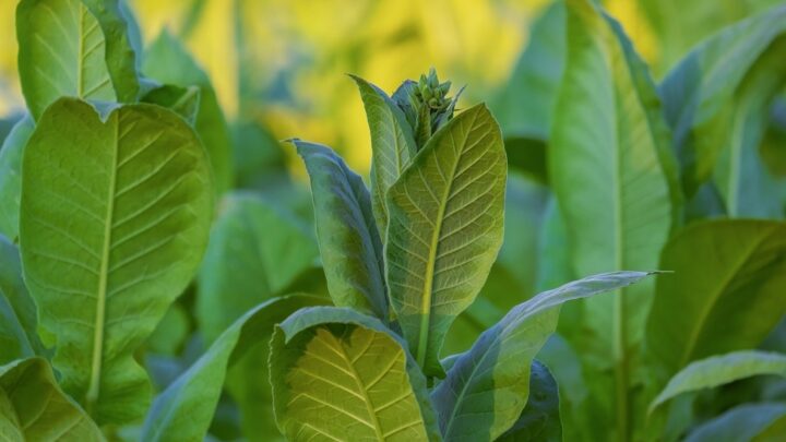 Motores Elétricos podem impulsionar cultivo de tabaco