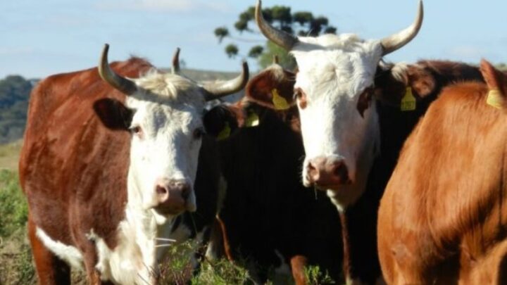 Estados do Sul unem esforços para manter a saúde dos rebanhos e proteger o agronegócio