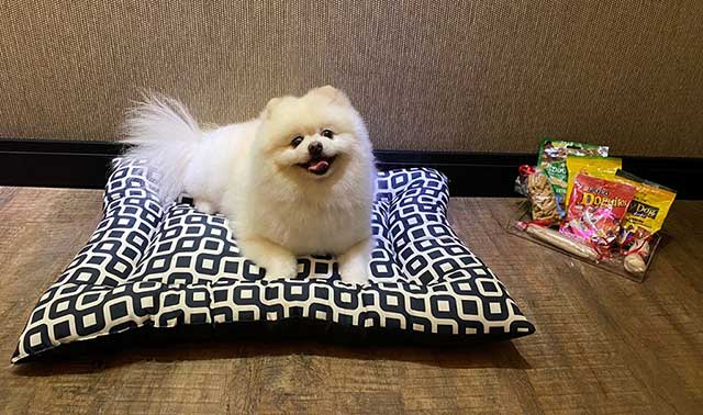 Hotel de Floripa passa a oferecer frigobar e cardápio pet