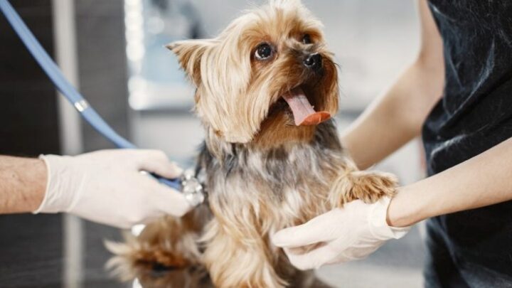 Quando o assunto é a saúde do seu pet, prevenir pode sim ser o melhor remédio