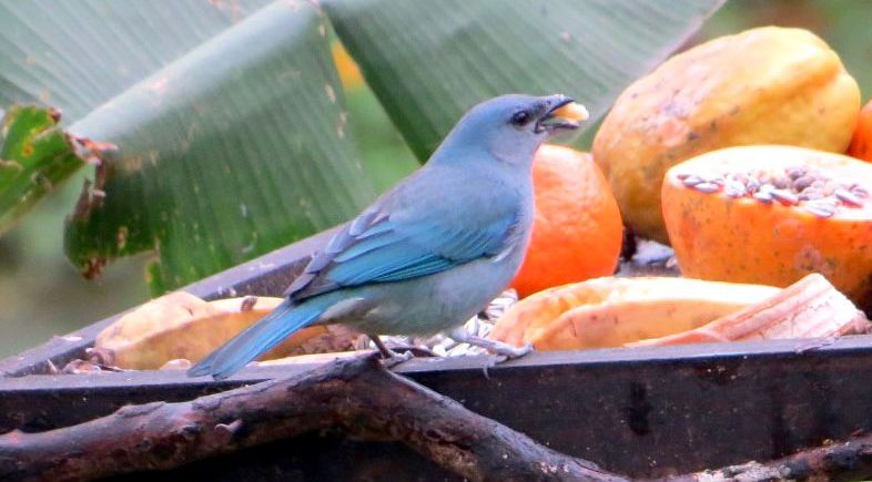 Cinco motivos para conhecer o Roteiro de Observação de Aves da Costa Verde & Mar (SC)