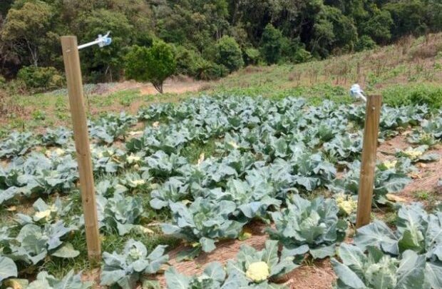 Epagri/Ciram – Pesquisa avalia emissão de gases de efeito estufa no plantio de hortaliças