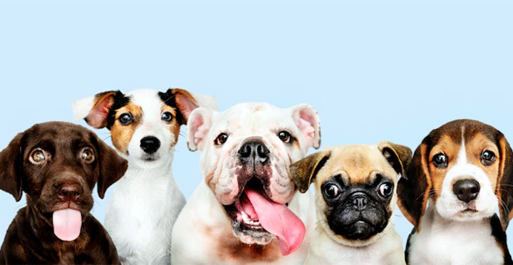 Shopping de Blumenau recebe feira de adoção de cães neste fim de semana