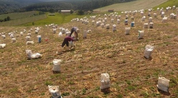 Com recuperação de safra, Santa Catarina se mantém como o maior produtor de cebola do país