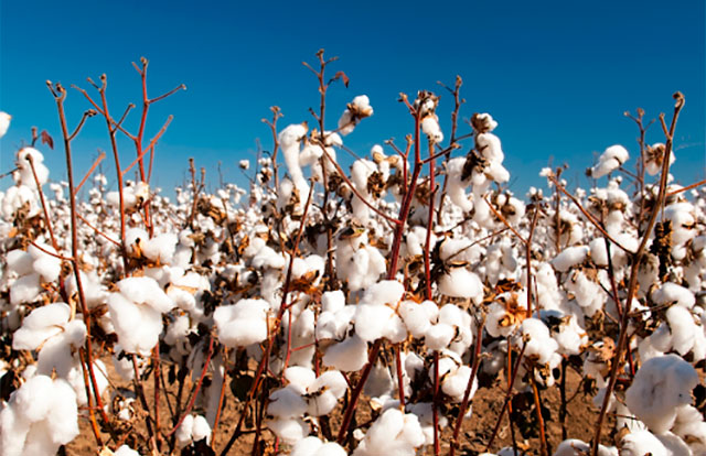 Cultura do algodão gera cerca de 1,5 milhão de empregos no Brasil Cultura do algodão gera cerca de 1,5 milhão de empregos no Brasil
