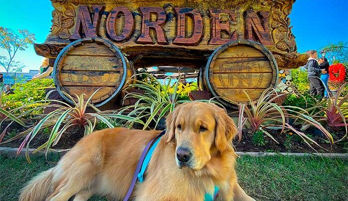 Arrecadação ração, feira de adoção e distribuição de kits de cervejas: programação celebra amizade com os cães no sábado (23) em Blumenau (SC)