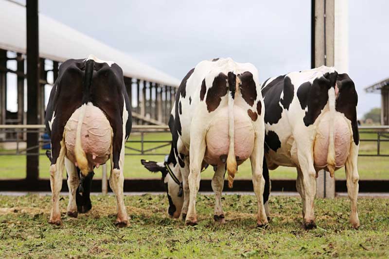 Semex Brasil e Fazenda Melkstad realizam evento exclusivo para produtores durante a Agroleite 2022