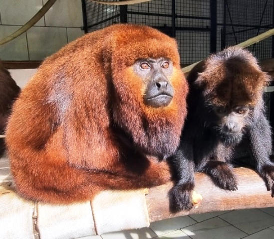 Animais silvestres e ameaçados de extinção encontrados com ferimentos recebem atendimento do Bioparque Zoo Pomerode