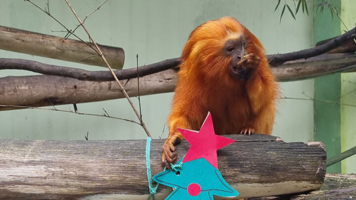 Presentes de Natal são distribuídos para os animais do Zoo Pomerode