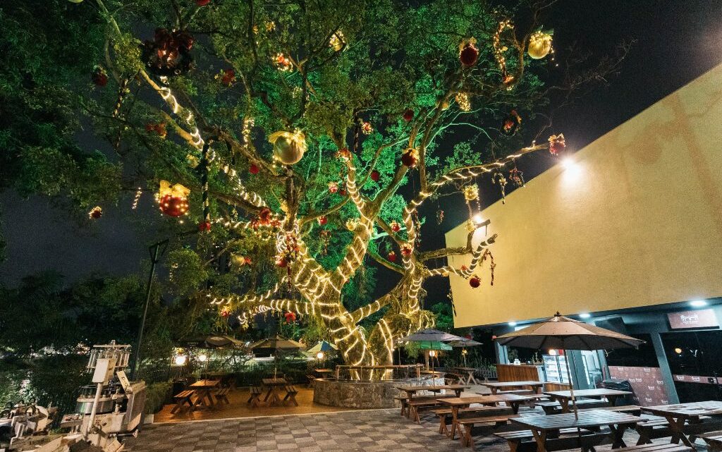 Árvore centenária com 350 metros de luzes é novo atrativo do Natal em Blumenau (SC) Árvore centenária com 350 metros de luzes é novo atrativo do Natal em Blumenau (SC)