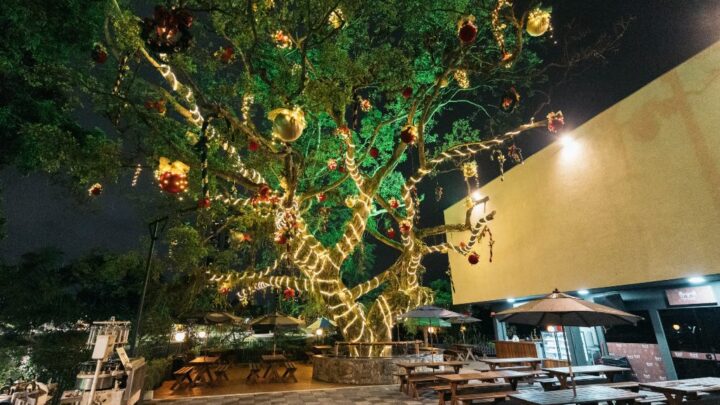 Árvore centenária com 350 metros de luzes é novo atrativo do Natal em Blumenau (SC)