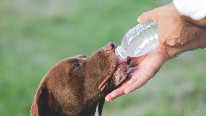 Excesso de calor pode colocar a vida de cães e gatos em risco