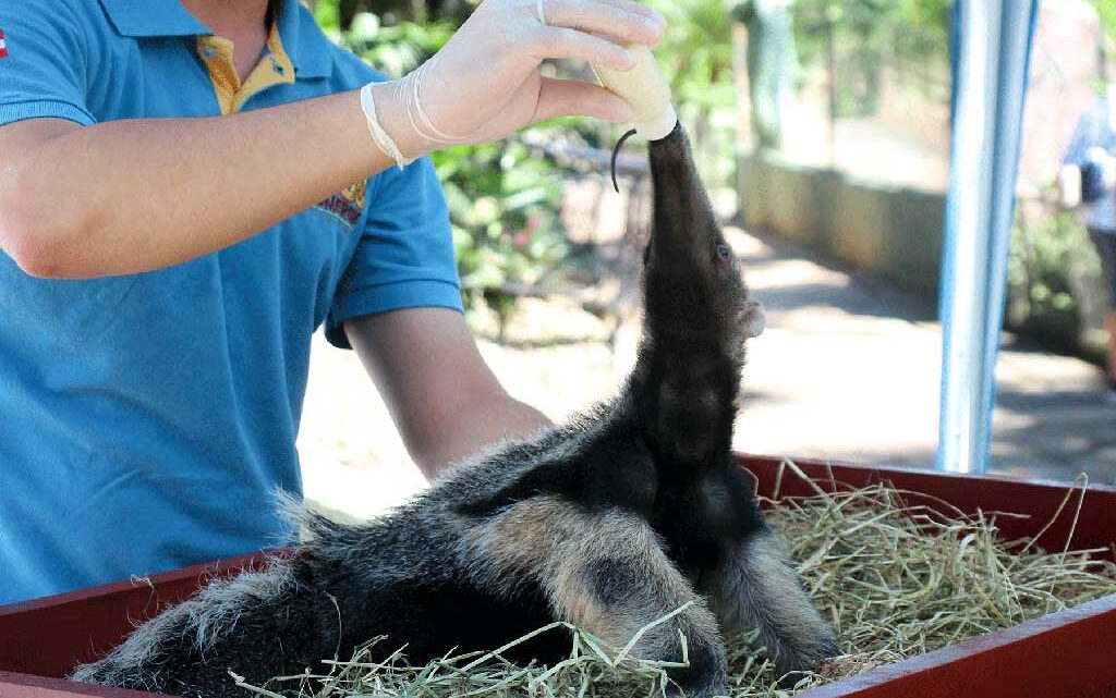 Ameaçado de extinção, filhote de tamanduá-bandeira recebe cuidados no Bioparque Zoo Pomerode Ameaçado de extinção, filhote de tamanduá-bandeira recebe cuidados no Bioparque Zoo Pomerode