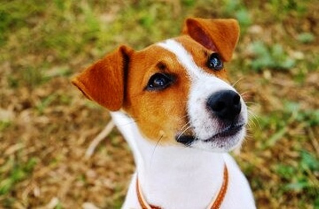 Floripa Shopping promove evento para adoção de animais no próximo dia 27/05 Floripa Shopping promove evento para adoção de animais no próximo dia 27/05