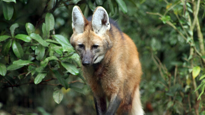 Quase 1 ano depois – Lobo-guará adotado como cachorro desfruta de habitat e rotina ideal para sua espécie no Bioparque Zoo Pomerode