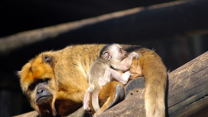 Bioparque Zoo Pomerode registra um marco: o nascimento de Bugio-preto