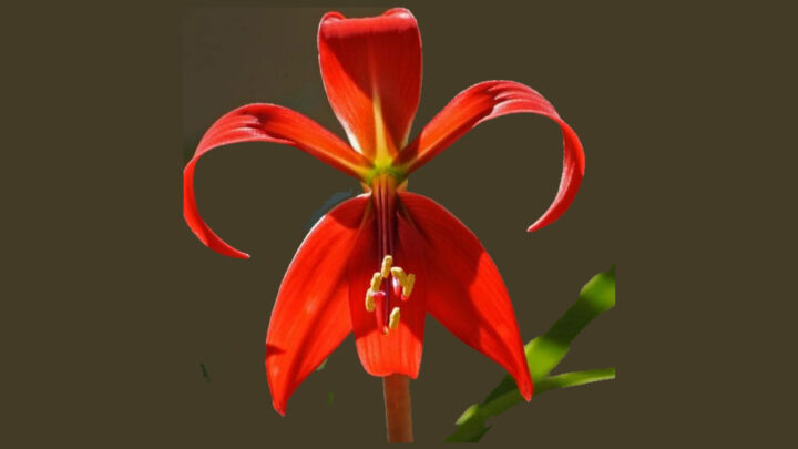 Coluna Escoteira – por Rogerio Gessner 01/03/2024