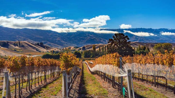 Especialista da Uniasselvi explica a chegada do outono e os impactos diretos na vida animal, vegetal e humana