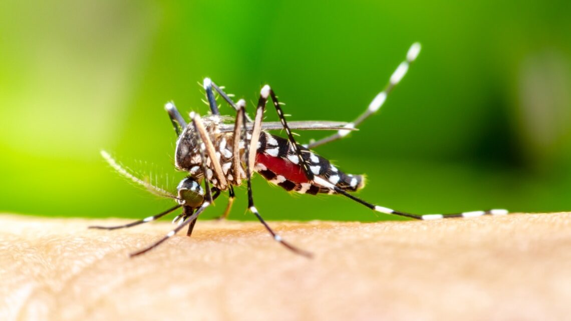 PRIMEIRA MORTE POR DENGUE É REGISTRADA EM INDAIAL