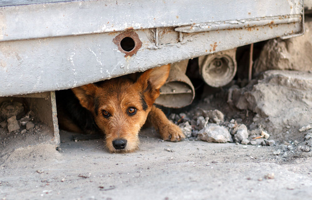 Abril Laranja: mês contra os maus-tratos animais