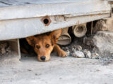 Abril Laranja: mês contra os maus-tratos animais
