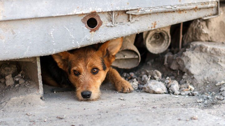 Abril Laranja: mês contra os maus-tratos animais