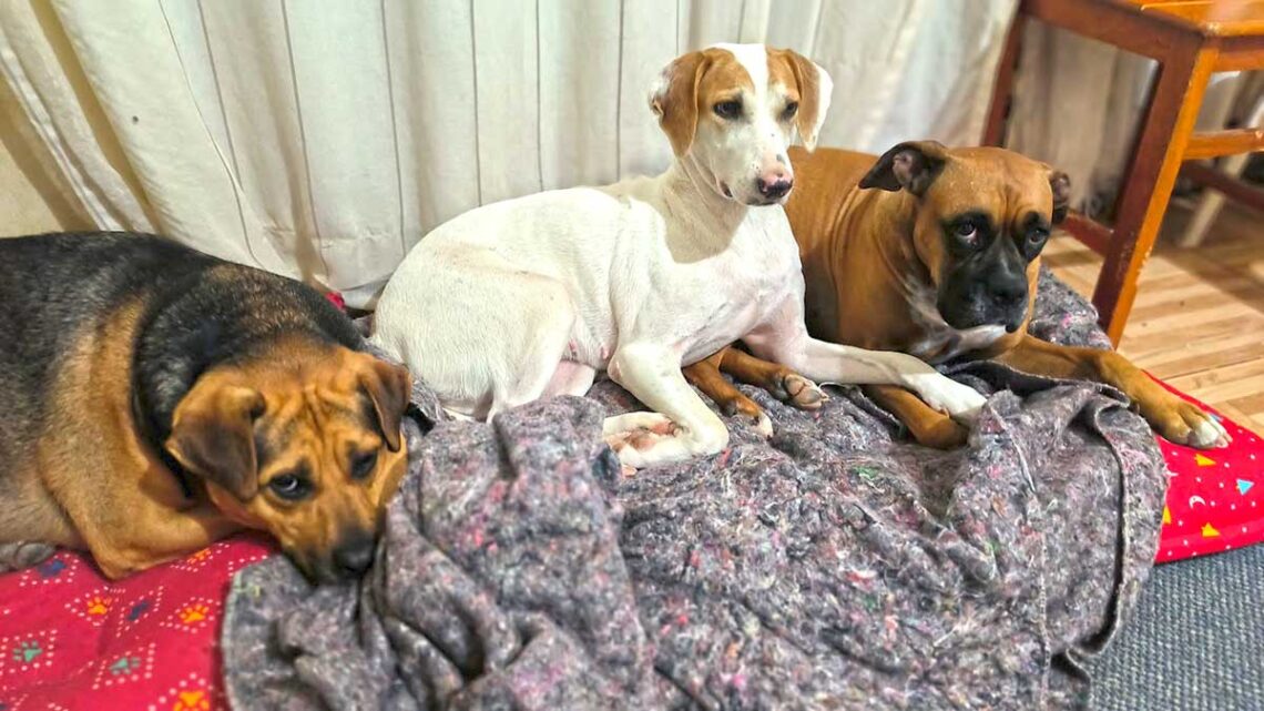 Proteção dos Animais de Estimação Durante o Período Frio