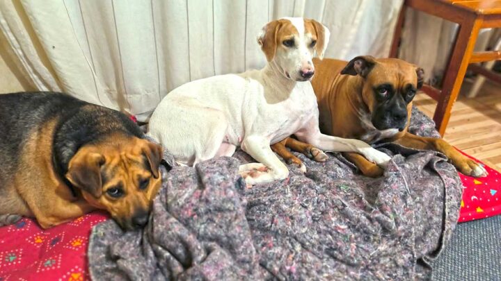 Proteção dos Animais de Estimação Durante o Período Frio