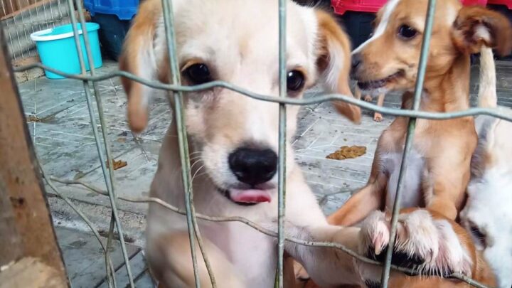 Shopping Park Europeu recebe mais uma edição da feira de adoção de cães