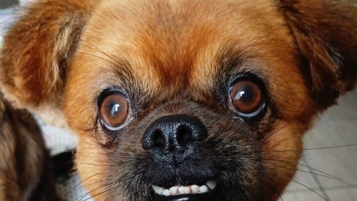 Shopping Park Europeu promove eventos para toda a família no primeiro final de semana de maio