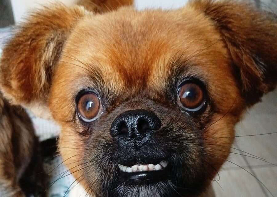 Shopping Park Europeu promove eventos para toda a família no primeiro final de semana de maio