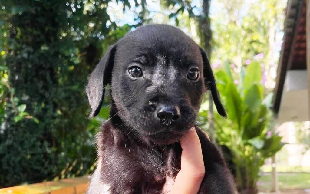 Sábado será com diversas atrações gratuitas e para toda a família no Shopping Park Europeu Sábado será com diversas atrações gratuitas e para toda a família no Shopping Park Europeu