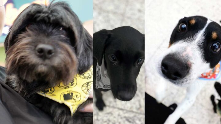 Norte Shopping recebe mais uma Feira Pet neste fim de semana