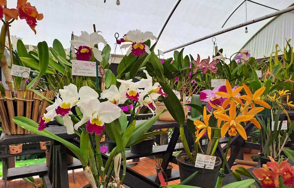 Joinville – Festival das Flores de Outono terá exposição e venda de plantas e atrações para a família Joinville – Festival das Flores de Outono terá exposição e venda de plantas e atrações para a família