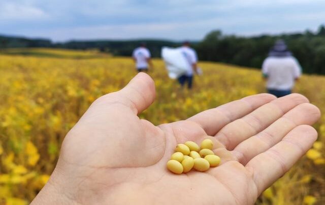 Produção de soja em Santa Catarina cresceu 275% nos últimos doze anos