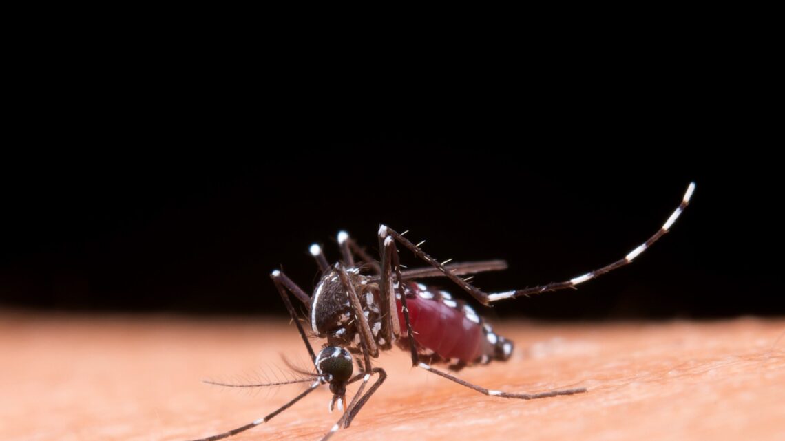 Avanço da dengue no Sul do Brasil evidencia importância de medidas de prevenção Avanço da dengue no Sul do Brasil evidencia importância de medidas de prevenção