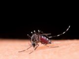 Avanço da dengue no Sul do Brasil evidencia importância de medidas de prevenção