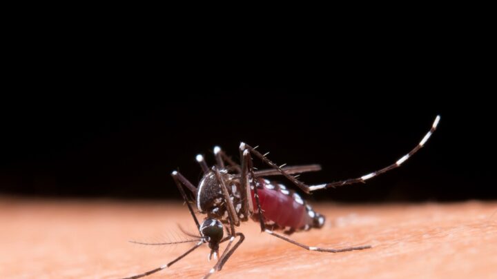 Avanço da dengue no Sul do Brasil evidencia importância de medidas de prevenção