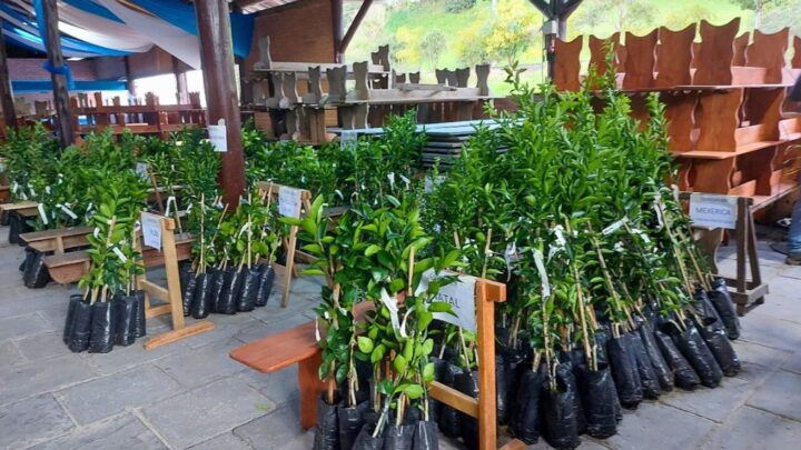 Prefeitura de Pomerode lança campanha de mudas frutíferas e ornamentais 2025