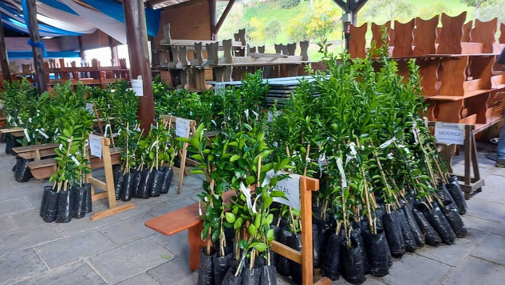 Prefeitura de Pomerode lança campanha de mudas frutíferas e ornamentais 2025 Prefeitura de Pomerode lança campanha de mudas frutíferas e ornamentais 2025
