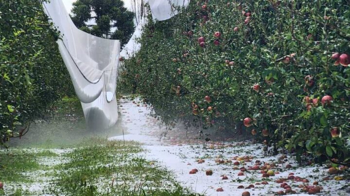São Joaquim decreta situação de emergência após forte tempestade de granizo atingir áreas rurais