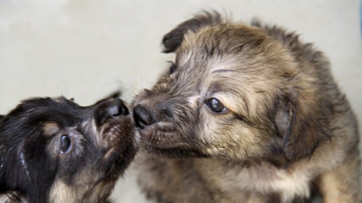 Câmara de Blumenau vai realizar audiência pública para debater causa animal na próxima quinta-feira (26)