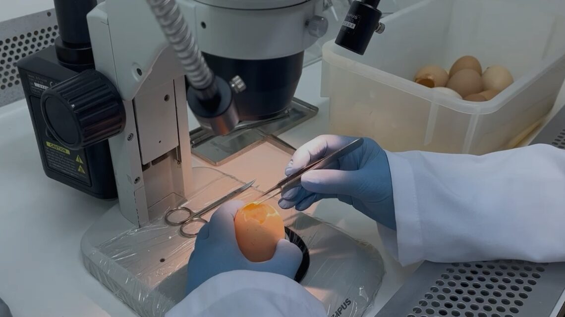 Pesquisa fomentada pelo Governo do Estado desenvolve tecnologia para combater a gripe aviária