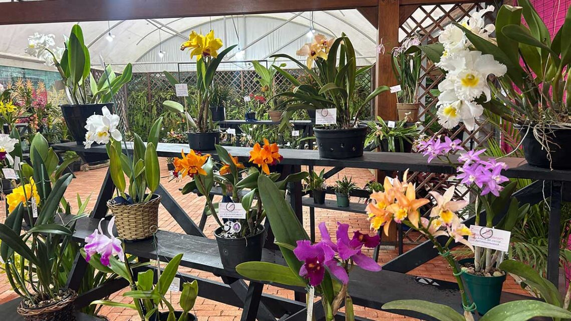 Festival das Flores de Inverno é atração para joinvilenses e turistas que visitam a cidade no mês de julho