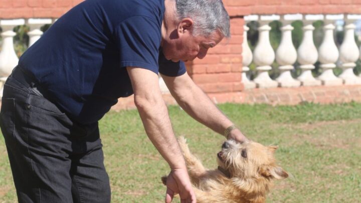 Alesc aprova Dia da Conscientização sobre a Castração Animal